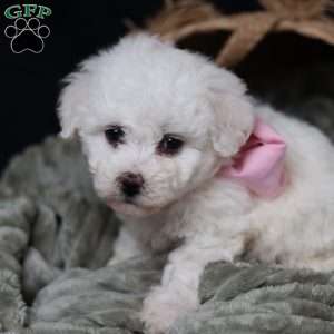 Joy, Bichon Frise Puppy